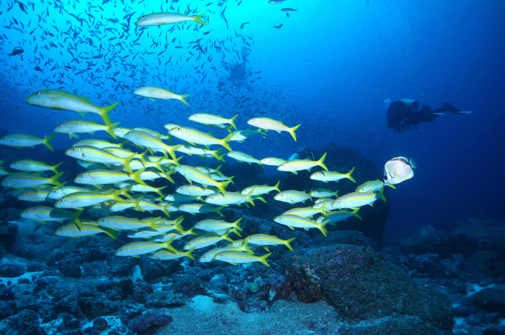 Mexican Goatfish at Galapagos Islands