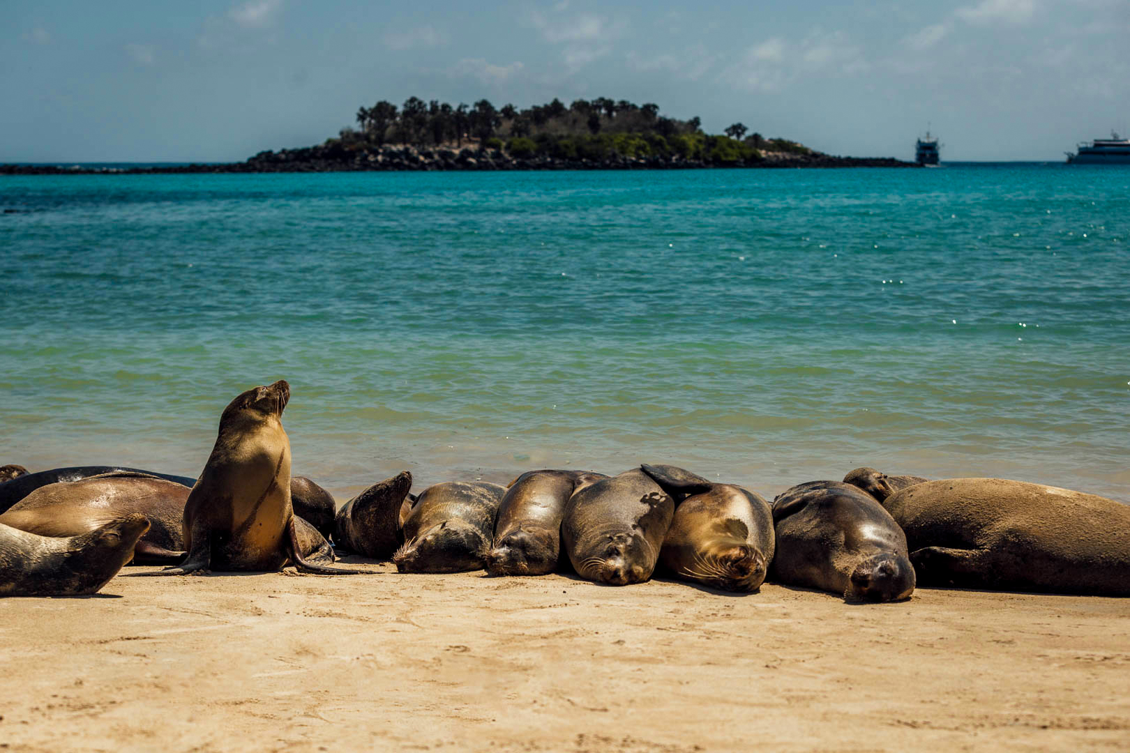 The Galapagos beaches