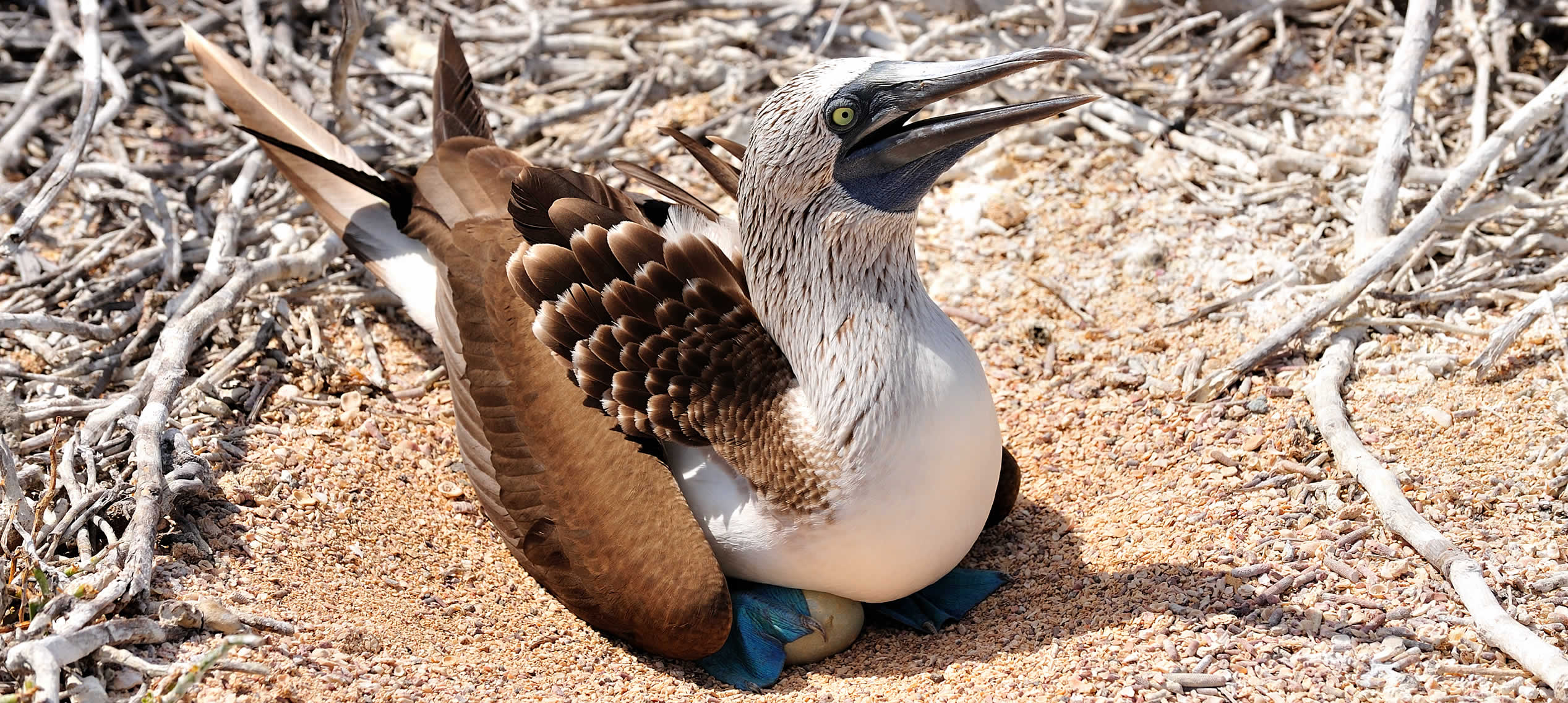 The Galapagos beaches