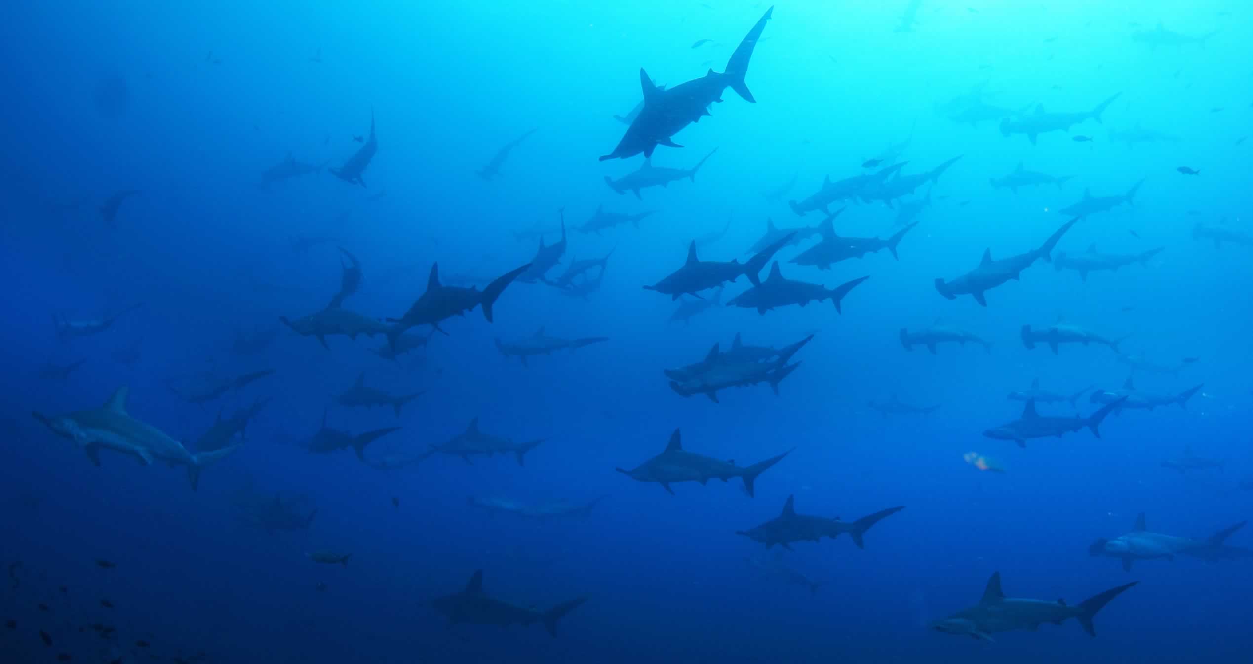The Galapagos beaches