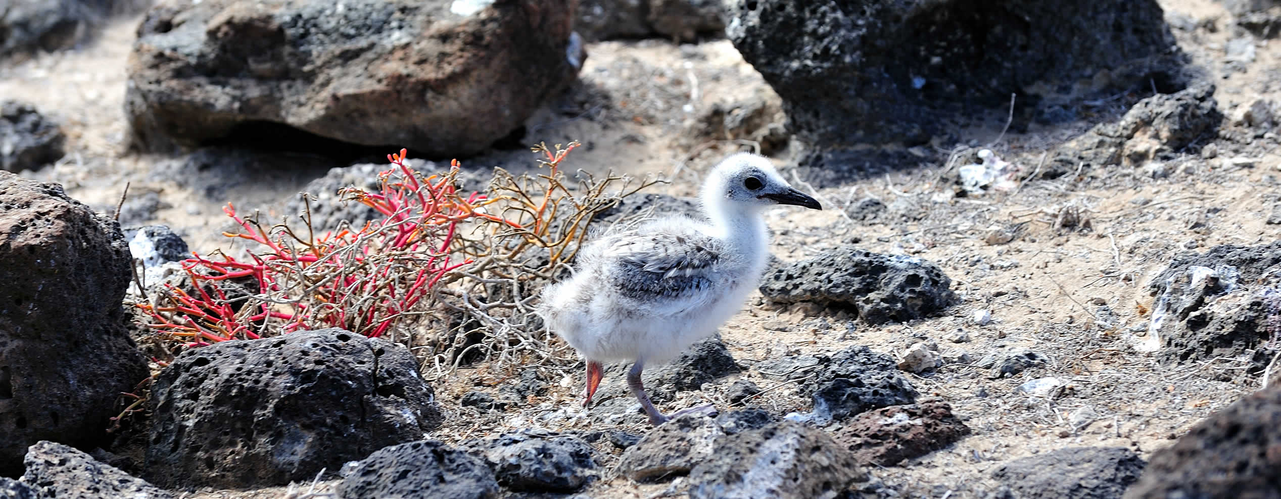 The Galapagos beaches
