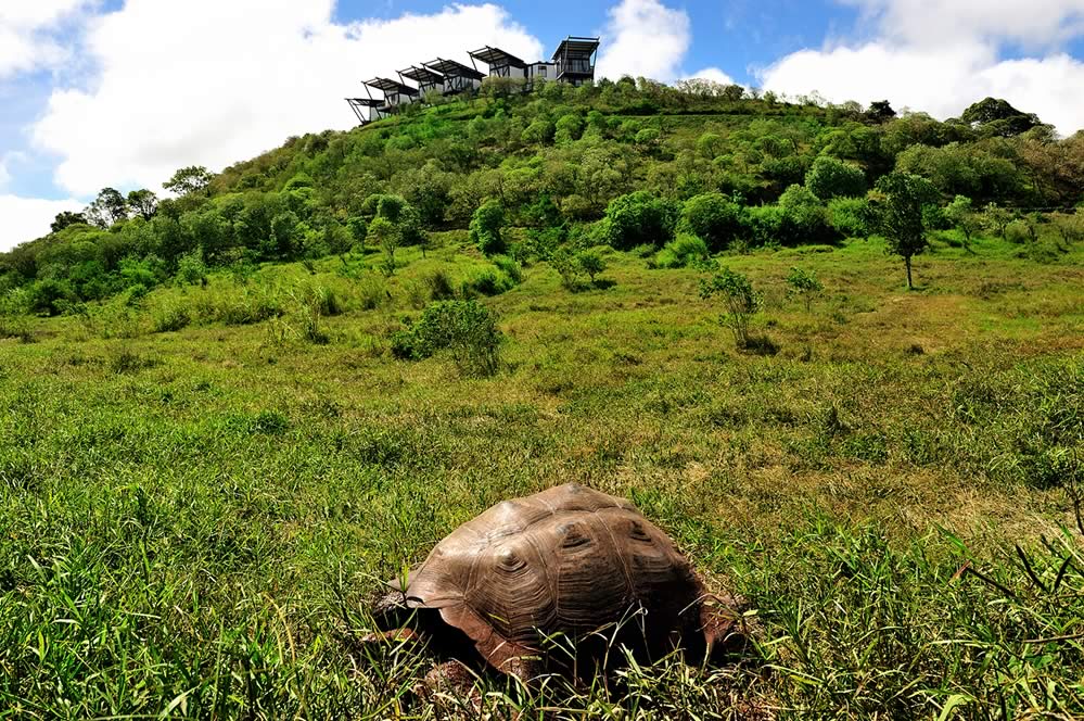 Turtle Pikaia Lodge Reservation