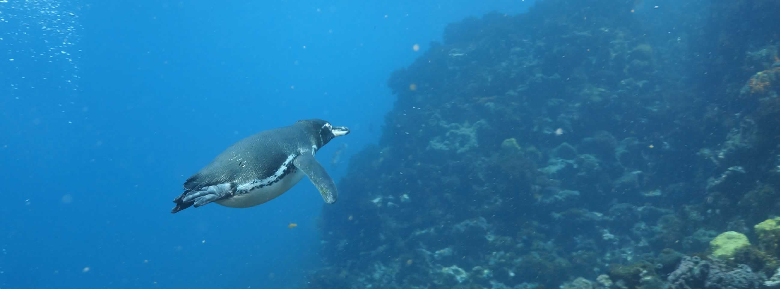 The Galapagos beaches